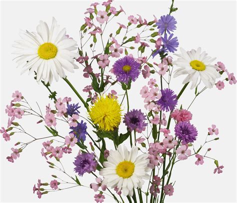 Wallpaper Branch Cornflowers Blossom Daisies Flora Petal