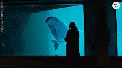 Beluga Whale Gives Birth At Chicago Aquarium As Staff Cheers