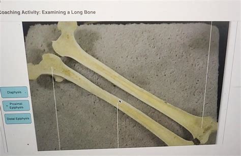 Solved Coaching Activity Examining A Long Bone Diaphysis