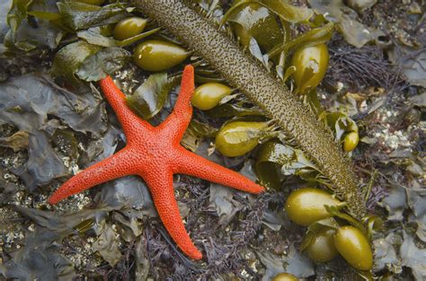 20 Bizarre And Beautiful Starfish Species