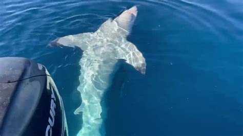 Great White Shark Bites Boat In Gulf Waters Off Tampa Bay