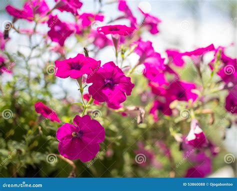 Beautiful Purple Flowers In The Garden Stock Photo Image Of Closeup