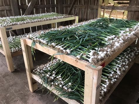 We did not find results for: Grow Garlic - Tamarack Garlic Farm - Garlic Seed and ...