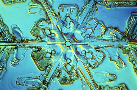 Light Micrograph Of Snow Crystal Stock Image E1270098 Science
