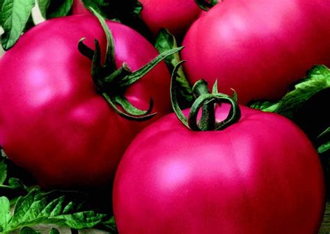 Chefâ€ S Choice Pink Hybrid Tomato Vfnta Seeds — Seeds N Such