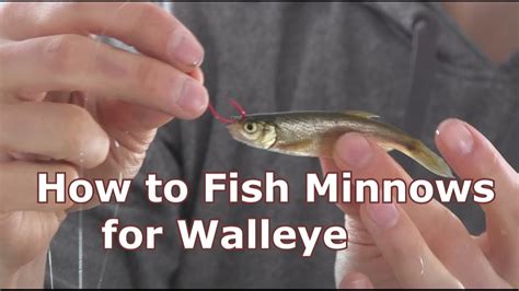Walleye Fishing With Minnows How To Hook And Jig Live Bait Youtube