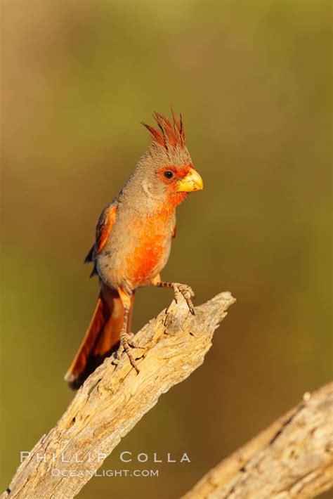 Pyrrhuloxia Male Cardinalis Sinuatus Photo Amado Arizona 23018