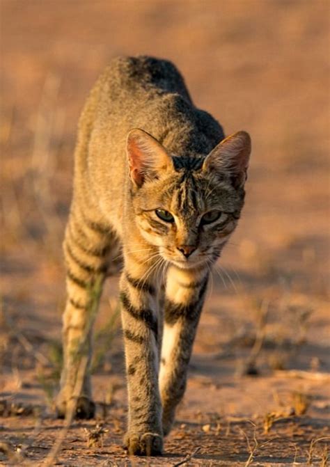 Dorito African Or Near Eastern Wildcat Felis Silvestris Lybica