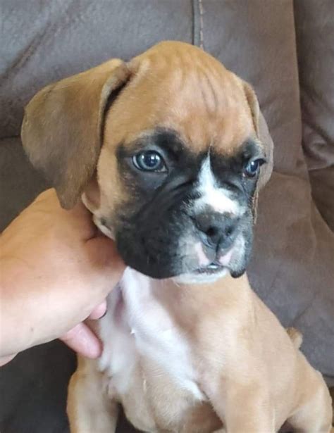 Explore 209 listings for pups boxer puppies at best prices. Boxer Puppies For Sale | Harpers Ferry, IA #301698