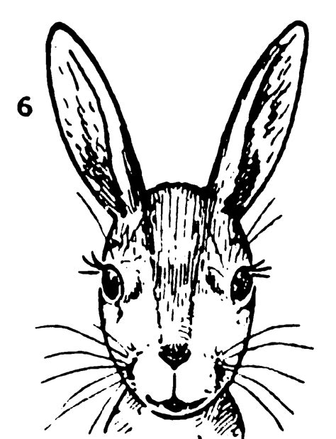 Feel free to explore, study and enjoy paintings with paintingvalley.com. How to draw a Rabbit face - step by step drawing for beginners | Smart Kids 123
