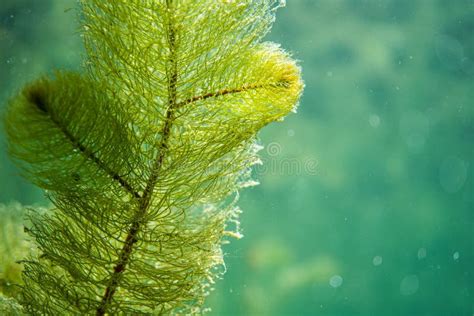 Underwater Flora Underwater Plants Rivers Lakes Pond Stock Image