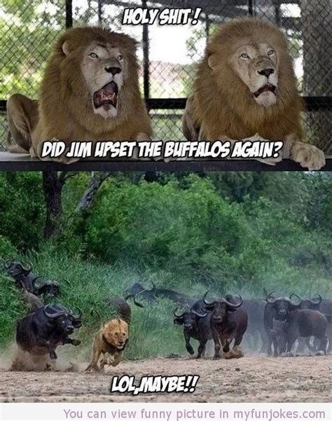 What was the name of the film about a killer lion that swam underwater? Sorry for the curse word! | Funny lion, Funny animals ...