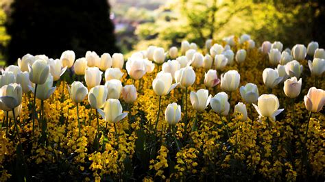 Wallpaper Sunlight Flowers Nature Park Tulips Field Yellow