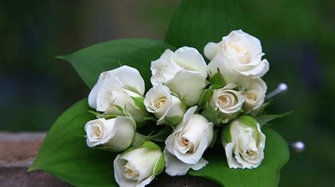 красивые картинки цветы розы белые - Twin Monica