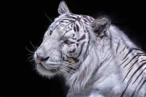 Tiger White Albino Wallpapers Hd Desktop And Mobile Backgrounds