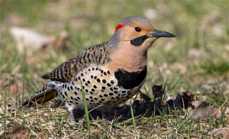 Nine Species Of Woodpecker Grace Ontario