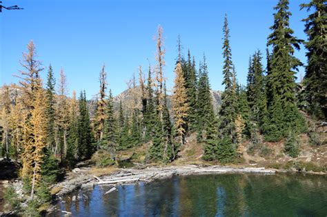 The Golden Larches Hiking For The Scaredy Cat Hikes In And Around