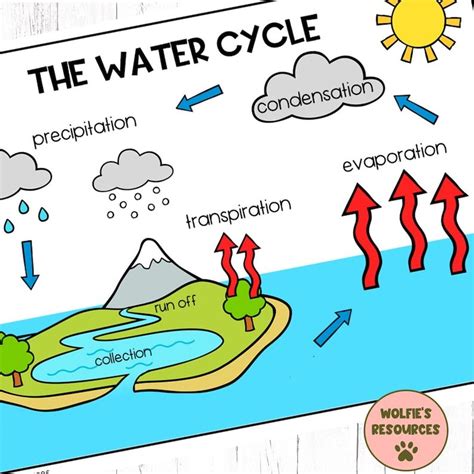 Water Cycle Diagram And Activity Etsy Water Cycle Diagram Water