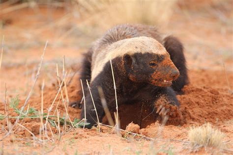 A Honey Badger Is The Star Of The Show In The Kgalagadi Africa Geographic