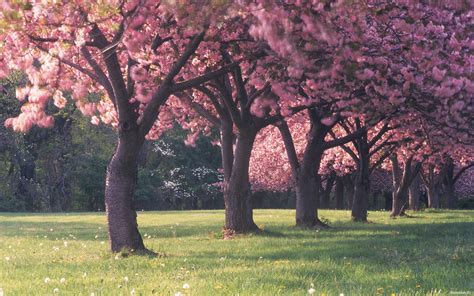 Trees In Spring Flowers Wallpapers And Images Wallpapers Pictures