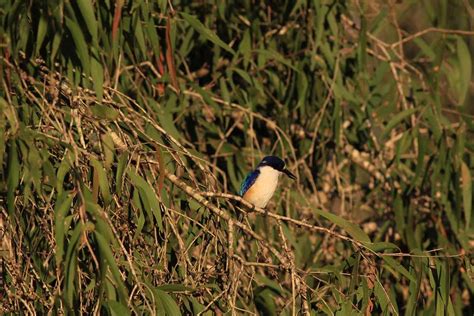 モリショウビンforest Kingfisher レッドドラゴンの鳥見旅行記