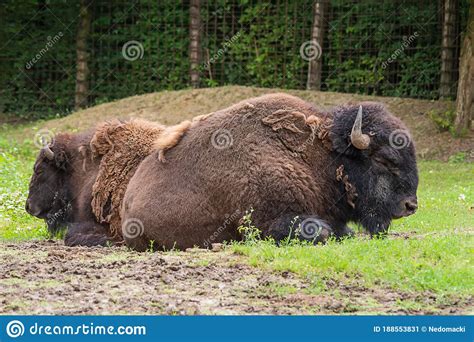 Two Bisons Sleep In Nature Stock Image Image Of Animal 188553831
