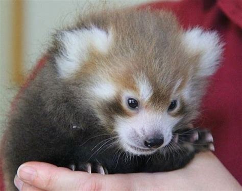 Baby Red Panda Cutest Paw Cute Pinterest