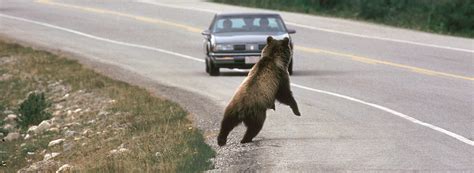Threats Grizzly Bear Conservation And Protection