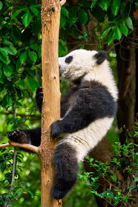 Oso De Panda Gigante En China Foto De Archivo Imagen De Tropical