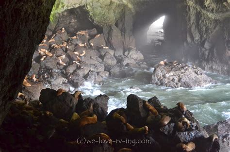 Exploring The Oregon Coast With Your Pet Navigating The Sea Lion Caves