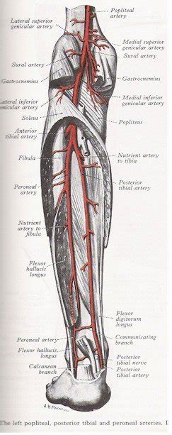 Arterial System Of The Leg By Asklepios Medical Atlas Ph