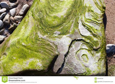 Algae On The Rock Stock Image Image Of Ocean Pond Green 54045539
