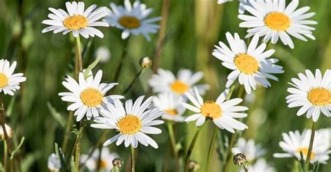 The Best Daisy Flower Meaning In English And Review Daisy Flower