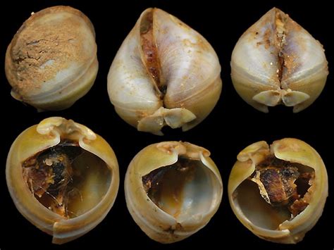 Pidocks are unique in that each side of their shells is divided into 2 or 3 separate sections. Pholadidae pictures