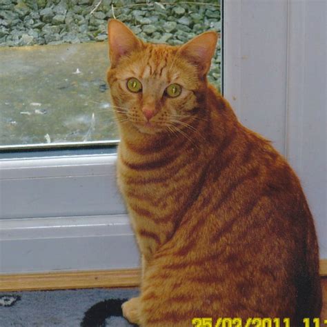 Lost Cat Ginger Cat Called Charlie Witney Area Oxfordshire