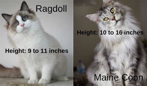 Originally she was an outdoor cat, and later became a working breed who kept barns and homes clear of personality: Maine Coon vs Ragdoll - A Comparison and Guide - Maine ...