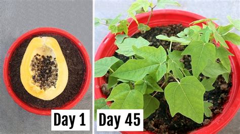 How To Grow Papaya From Seeds At Home Easily Youtube