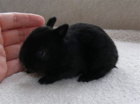 Baby Bunnies Male Black Self Expected To Be Just Under 1kg Perfect