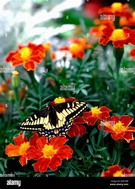 Yellow Swallowtail Butterfly Visits A Garden Profuse With Marigold