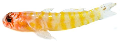 Fish Discovery In Seychelles Is Confirmed As New Species
