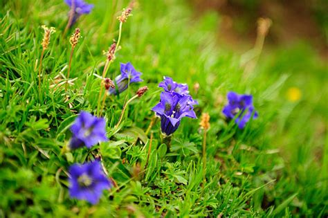 Gentiana Clusii Stock Photos Pictures And Royalty Free Images Istock