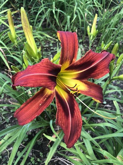 Heavenly Starfire Daylily Day Lilies Brown Flowers Plants
