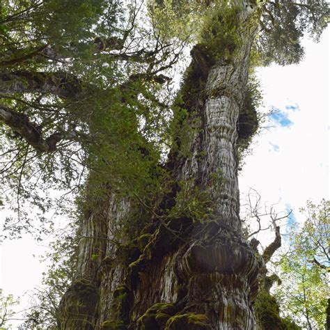 Descubren El árbol Más Antiguo Del Mundo