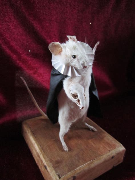 Taxidermy Opera Rat Shakespeare Taxidermy Rat Skeleton Cabinet Of