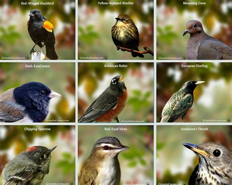 North American Songbirds Identification