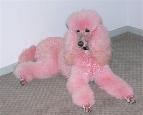 Pink Poodle Pink Poodle Standard Poodle Poodle Puppy