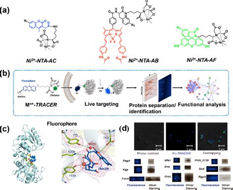A Molecular Structures Of Fluorescence Probes B Schematic Diagram
