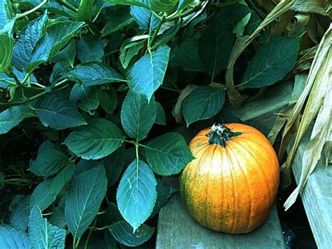 Pumpkin Autumn Harvest Free Photo On Pixabay Pixabay