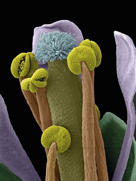 Under A Microscope Even Familiar Things Look Beautifully Weird Wired