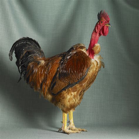 You Ve Never Seen Chickens Look So Human HuffPost